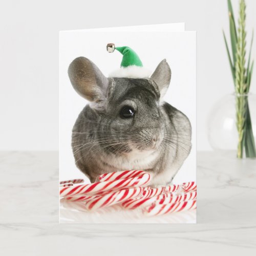 Chinchilla with candy canes holiday card