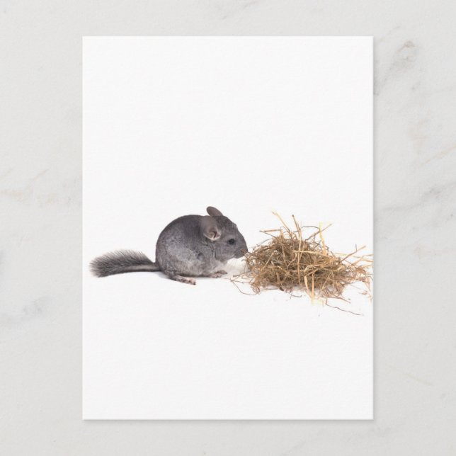 chinchillas postcard (Front)