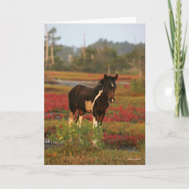 Chincoteague Foal Standing In Red Flowers Card (Front)