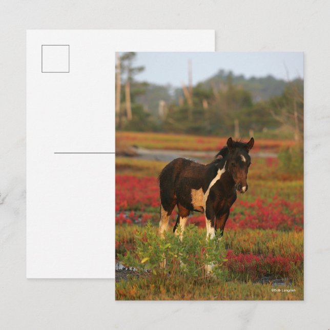 Chincoteague Foal Standing In Red Flowers Postcard (Front/Back)