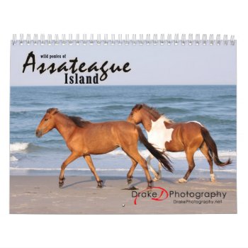 Chincoteague Pony Calendar by PaintingPony at Zazzle