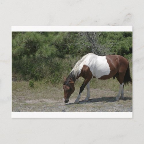 Chincoteague Pony Postcard