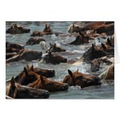 Chincoteague Pony Swim (Front Horizontal)