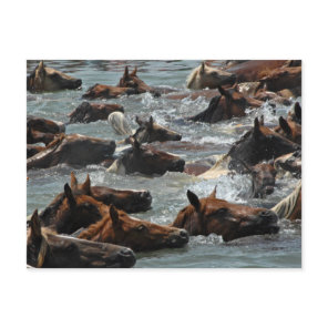 Chincoteague Pony Swim Postcard