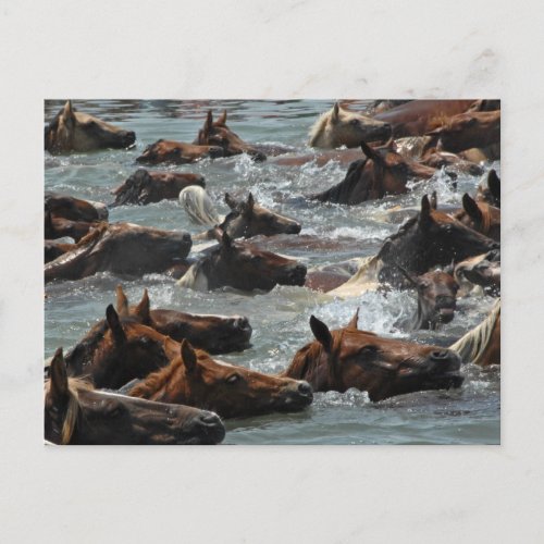Chincoteague Pony Swim Postcard