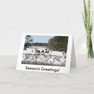 Chincoteague Wild Pony Christmas Cards