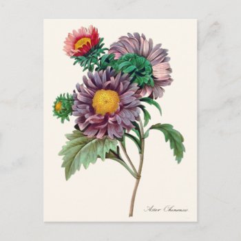Chinese Aster Flowers Postcard by LeAnnS123 at Zazzle
