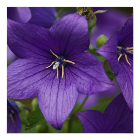 Chinese Bellflower Card