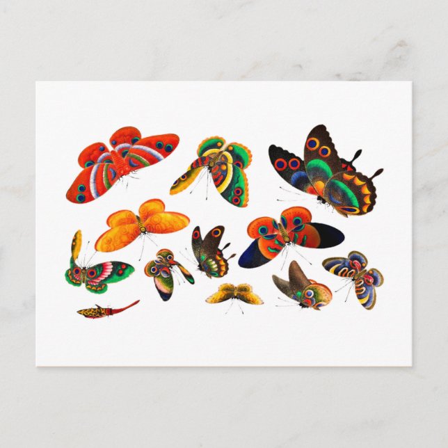 Chinese Butterfly and Insect painting-Qing Dynasty Postcard (Front)