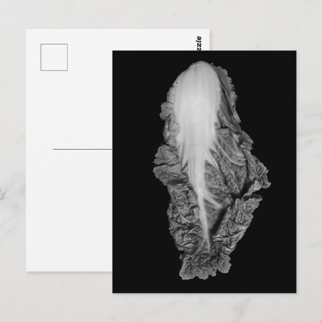 Chinese Cabbage Portrait Photograph Postcard (Front/Back)