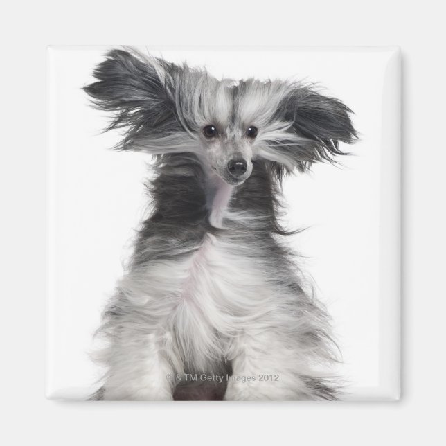 Chinese Crested Dog (15 months old) in the wind Magnet (Front)