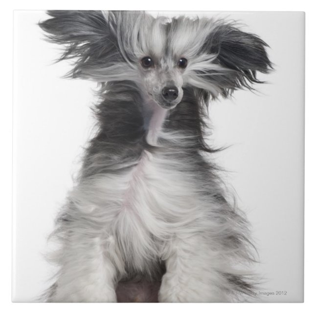 Chinese Crested Dog (15 months old) in the wind Tile (Front)