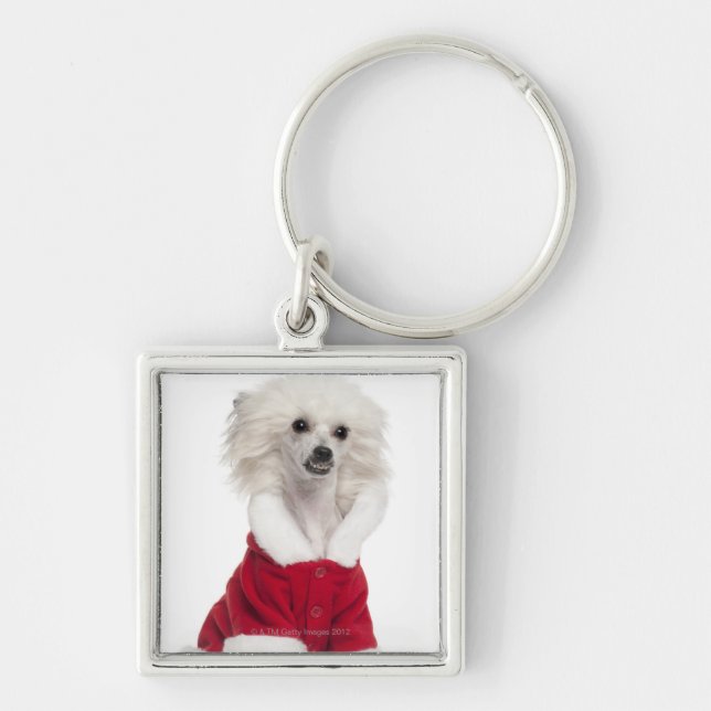 Chinese Crested Dog (1 year old) wearing a Keychain (Front)