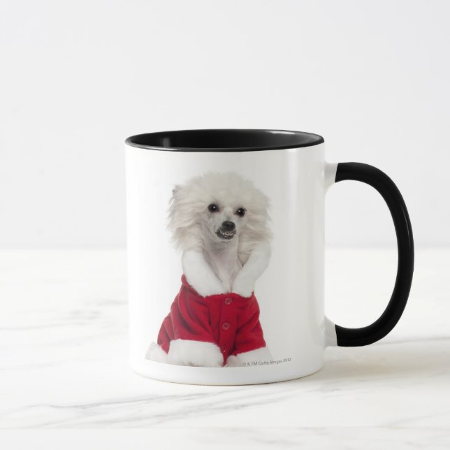 Chinese Crested Dog (1 year old) wearing a Mug (Right)