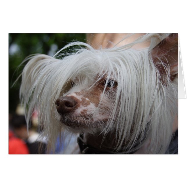 Chinese Crested Dog Cards (Front Horizontal)