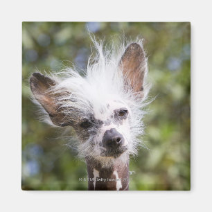 CHINESE CRESTED DOG (HAIRLESS) MAGNET