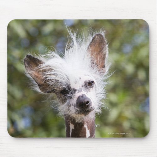 CHINESE CRESTED DOG HAIRLESS MOUSE PAD