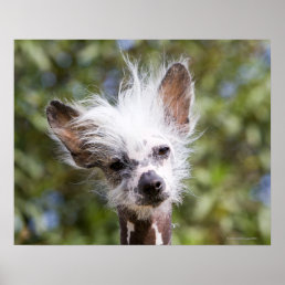 CHINESE CRESTED DOG (HAIRLESS) POSTER