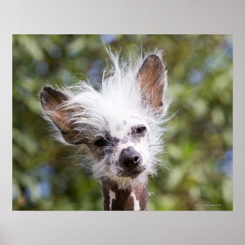 CHINESE CRESTED DOG HAIRLESS POSTER