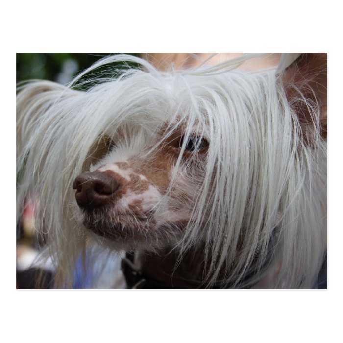Chinese Crested Dog Post Cards