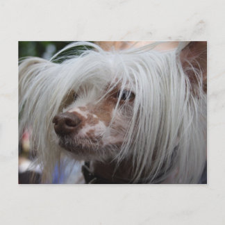 Chinese Crested Dog Postcard