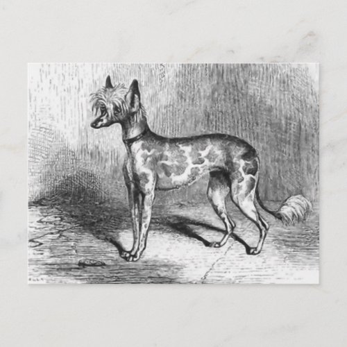 Chinese Crested Dog Vintage Dog Illustration Postcard