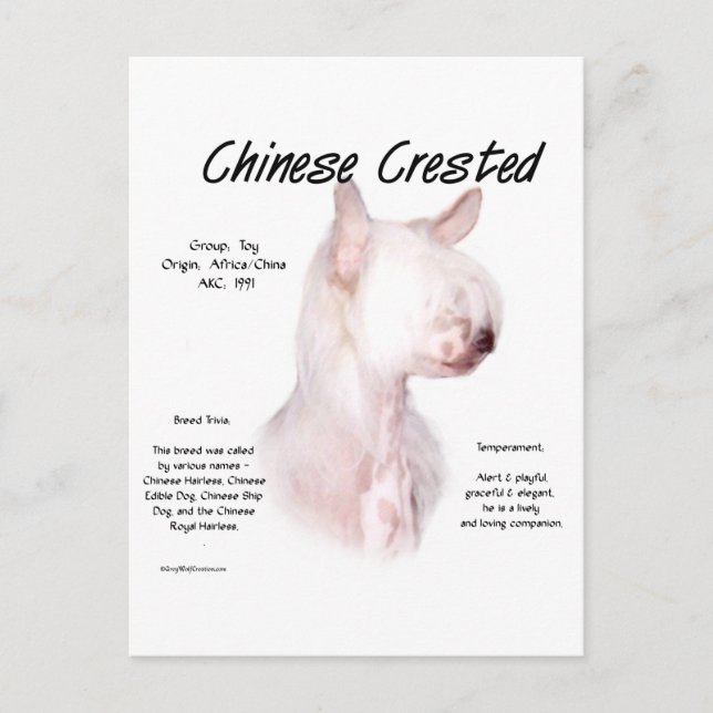 Chinese Crested (hairless) History Design Postcard (Front)