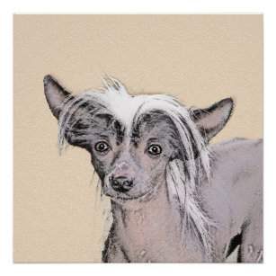 Chinese Crested Hairless Painting Original Dog Art Poster