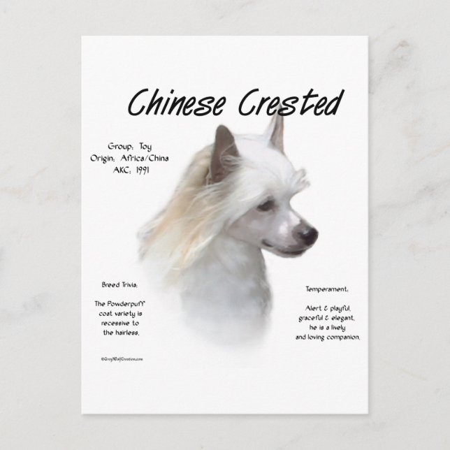 Chinese Crested (powderpuff) History Design Postcard (Front)