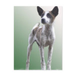 Chinese Crested Show Dog Postcard