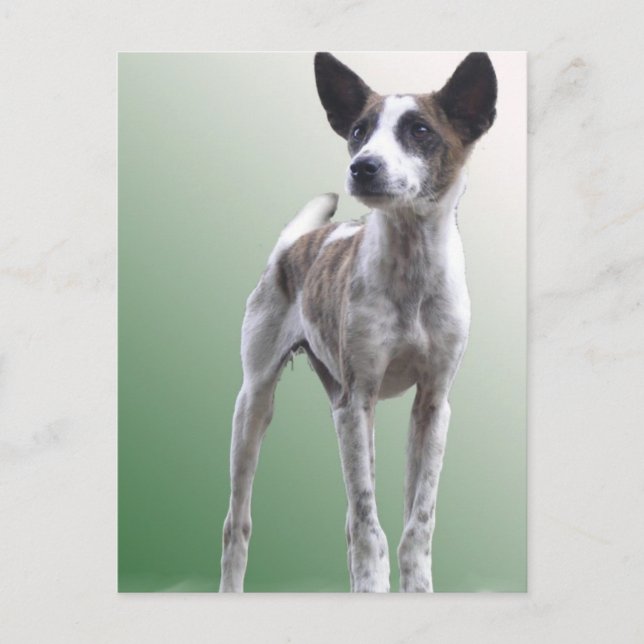 Chinese Crested Show Dog Postcard (Front)