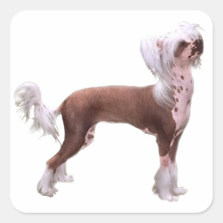 Chinese Crested Square Sticker