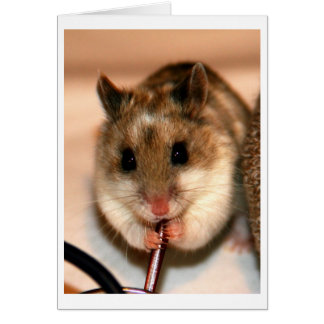 Chinese Dwaf Hamster Cards