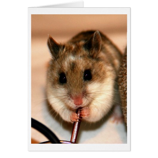Chinese Dwaf Hamster Cards (Front)