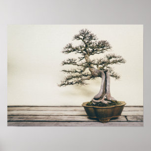 Chinese Elm Bonsai Tree in Winter Poster