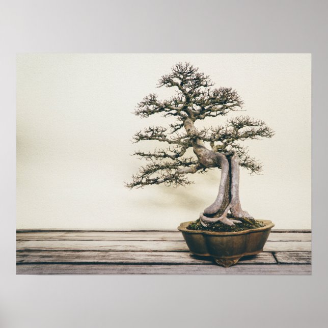 Chinese Elm Bonsai Tree in Winter Poster (Front)