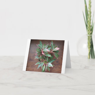Chinese Evergreen - Blank Folded Card