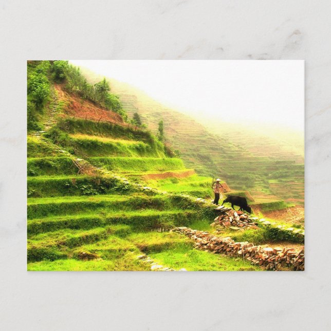Chinese Farmer Postcard (Front)