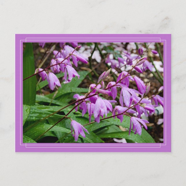 Chinese Ground Orchid Postcard (Front)