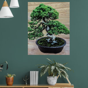 Chinese Juniper Bonsai Tree Photo Poster