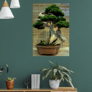 Chinese Juniper Bonsai Tree Photo Poster