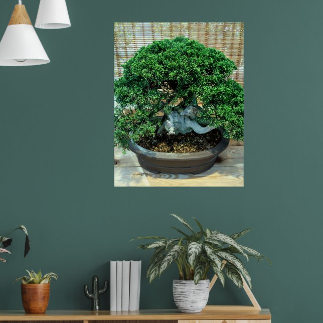 Chinese Juniper Bonsai Tree Photo Poster (Living Room 1)