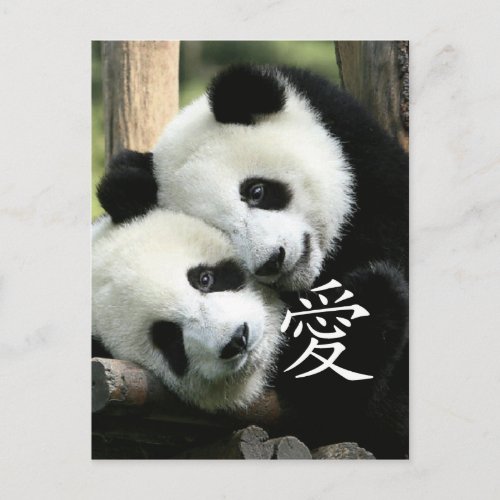 Chinese Loving Little Giant Pandas Postcard