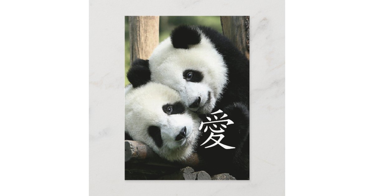 Chinese Loving Little Giant Pandas Postcard Zazzle Chinese Loving Little Giant Pandas Postcard Zazzle
