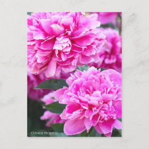 Chinese Peony Postcard