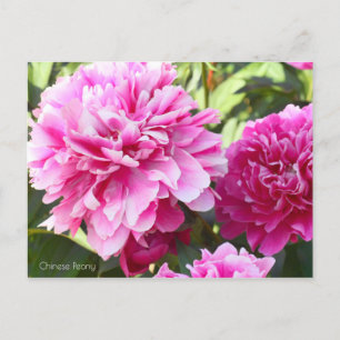Chinese Peony Postcard