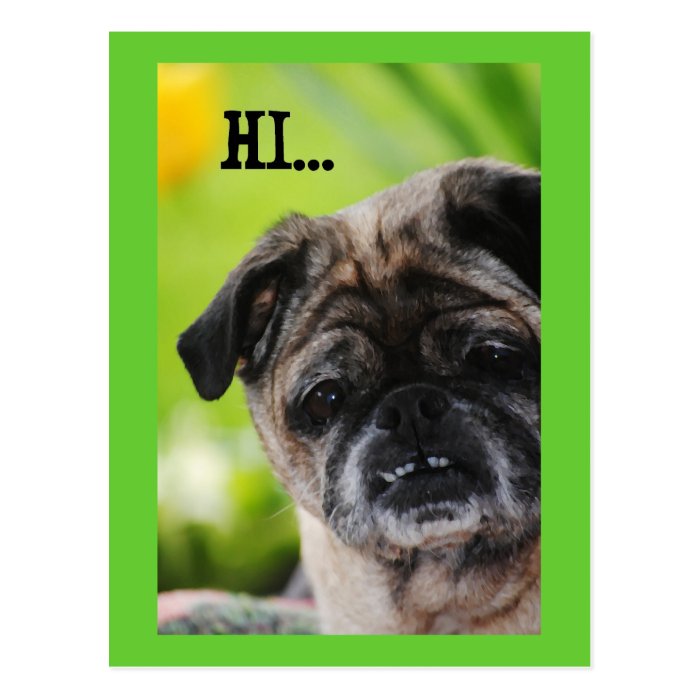 Chinese Pug Dog Hi Postcard