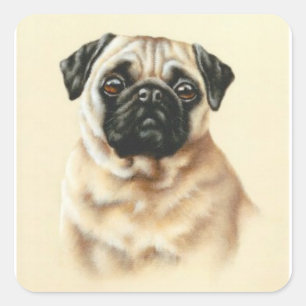 Chinese Pug Square Sticker