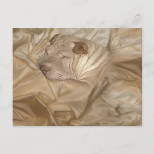 Chinese Shar Pei Camouflaged in Wrinkles Postcard