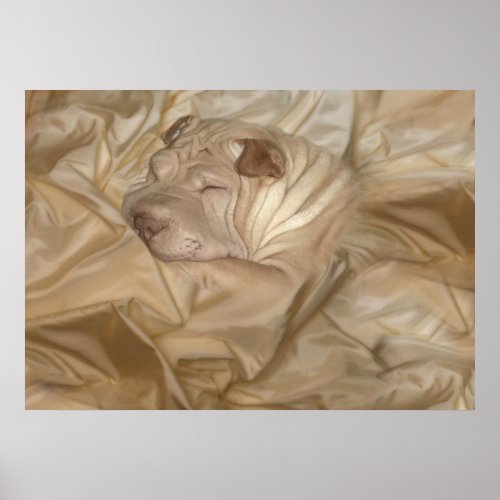 Chinese Shar Pei Camouflaged in Wrinkles Poster